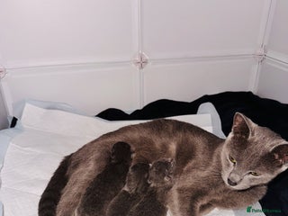 Russian Blue cats **Pure Breed Russian Blue Kittens** - Advert 1