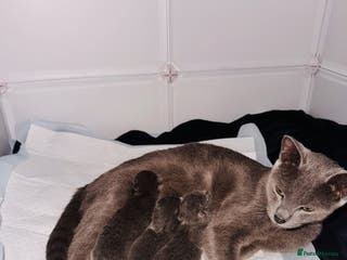 Russian Blue cats **Pure Breed Russian Blue Kittens** - Advert 1