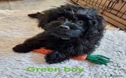 Mixed Breed dogs for sale: Poodle-Pekingese (peekapoo) pups. - Image 13