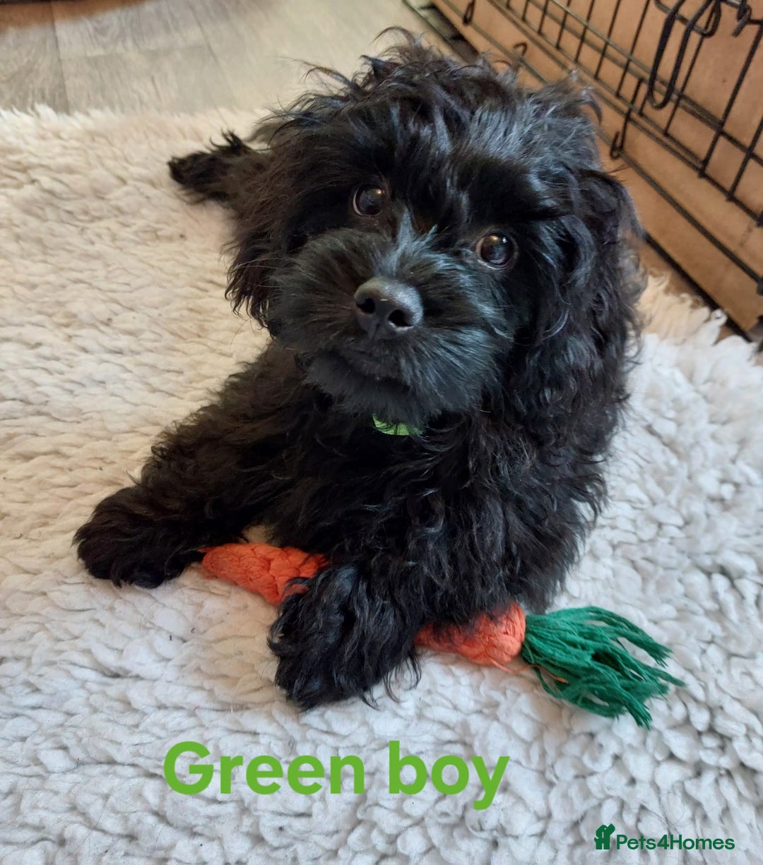 Mixed Breed dogs for sale: Poodle-Pekingese (peekapoo) pups. - Image 13