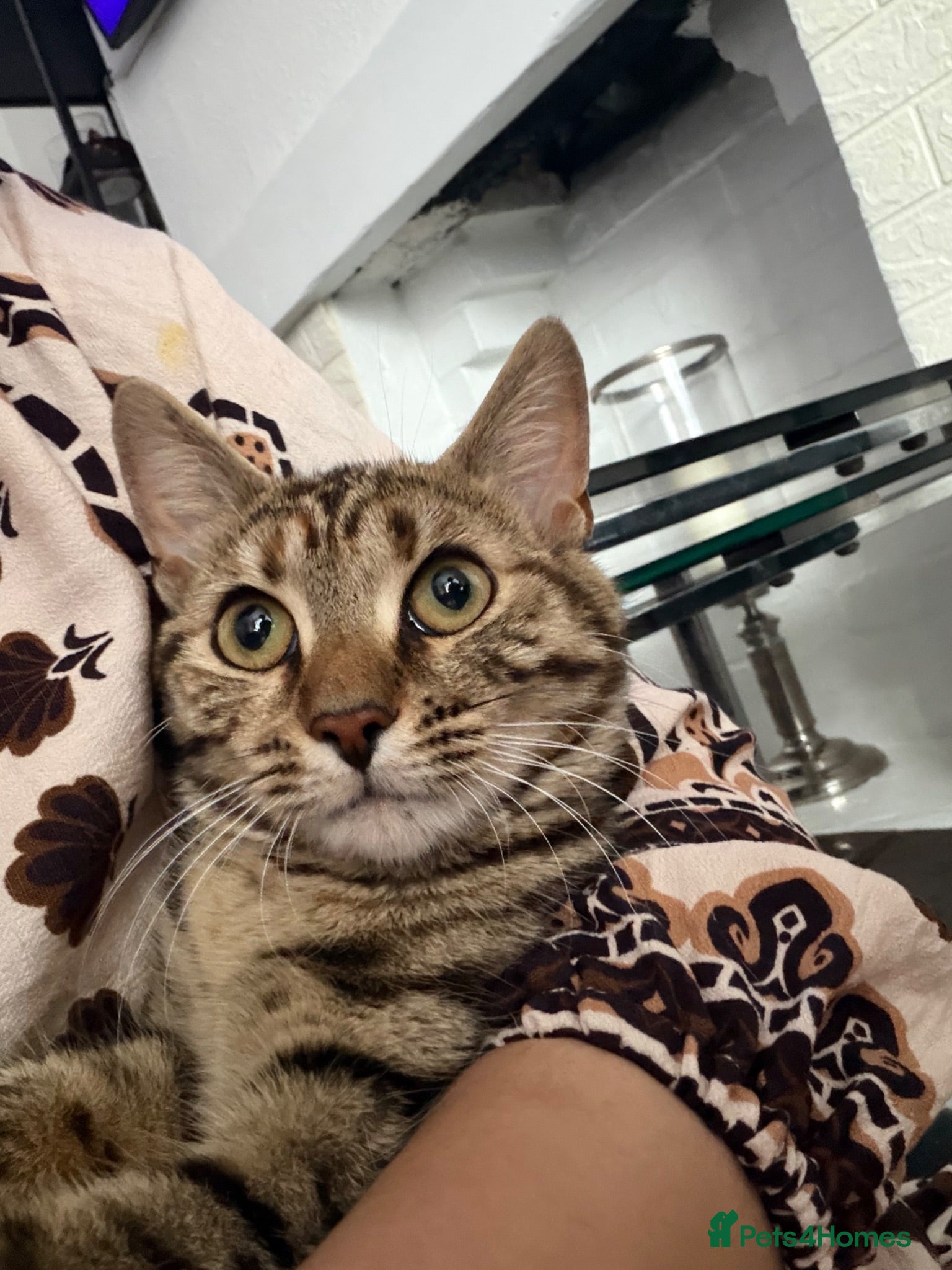 Bengal cats Bengal girl microchipped and neutered  - Advert 14