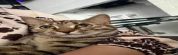 Bengal cats for sale: Bengal girl microchipped and neutered  in Harrow - Advert 1