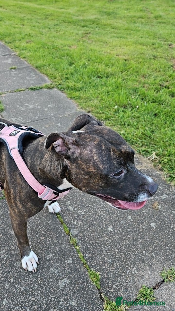 American Bull Staffy dogs Brindle female staffy, 2yrs in October  - Advert 1