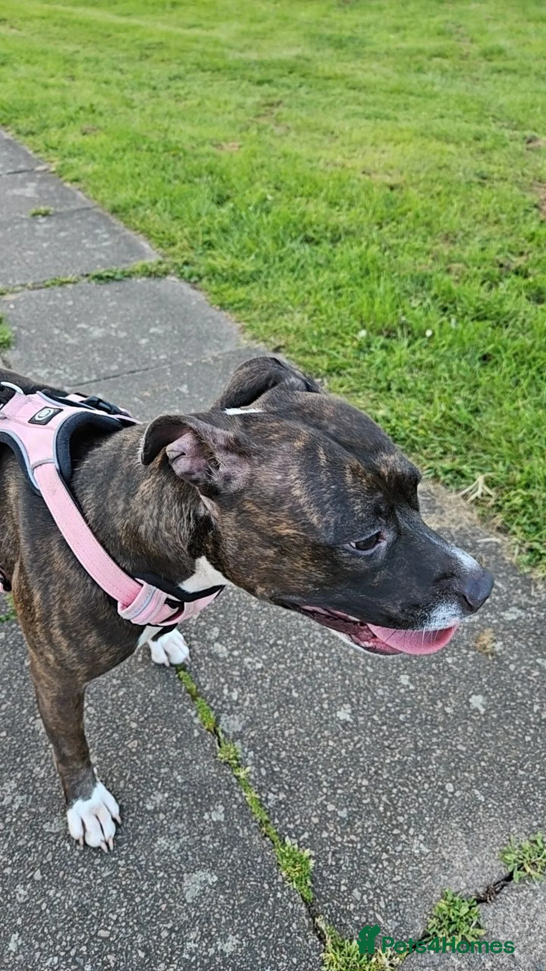 American Bull Staffy dogs for sale: Brindle female staffy, 2yrs in October  in Coventry - Advert 1