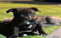 Staffordshire Bull Terrier dogs for sale: 🩷Last 1 remaining beautiful Staffy Brindle Girl🩷 - Image 11