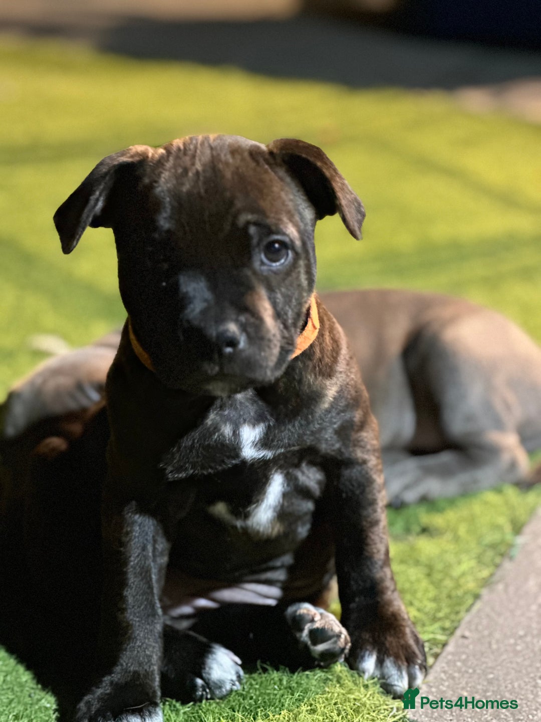 Staffordshire Bull Terrier dogs for sale: 🩷Last 1 remaining beautiful Staffy Brindle Girl🩷 - Image 11