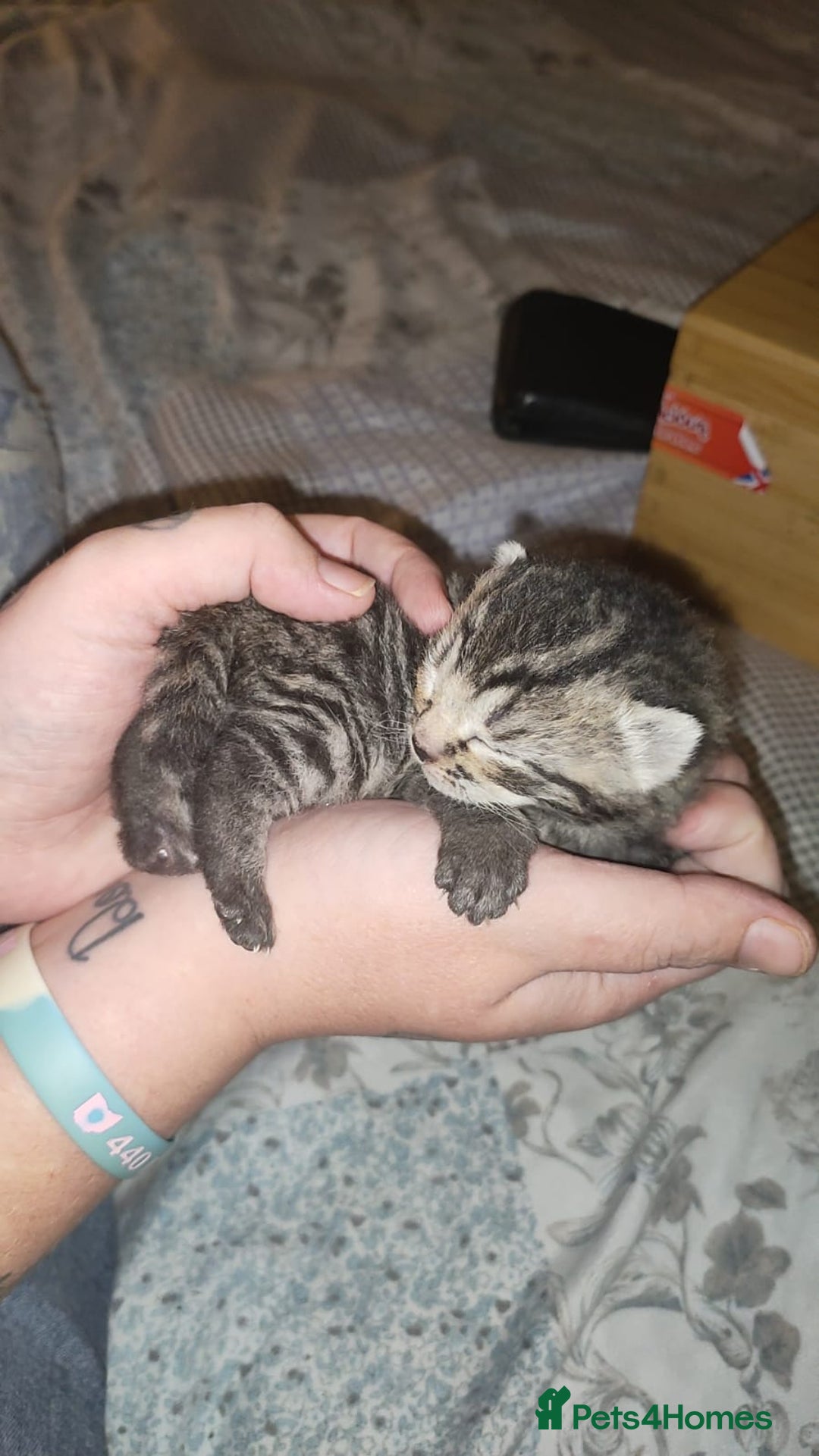 Mixed Breed cats for sale: 🐅Gorgeous Tabby/SavannahX🐆 - Image 6