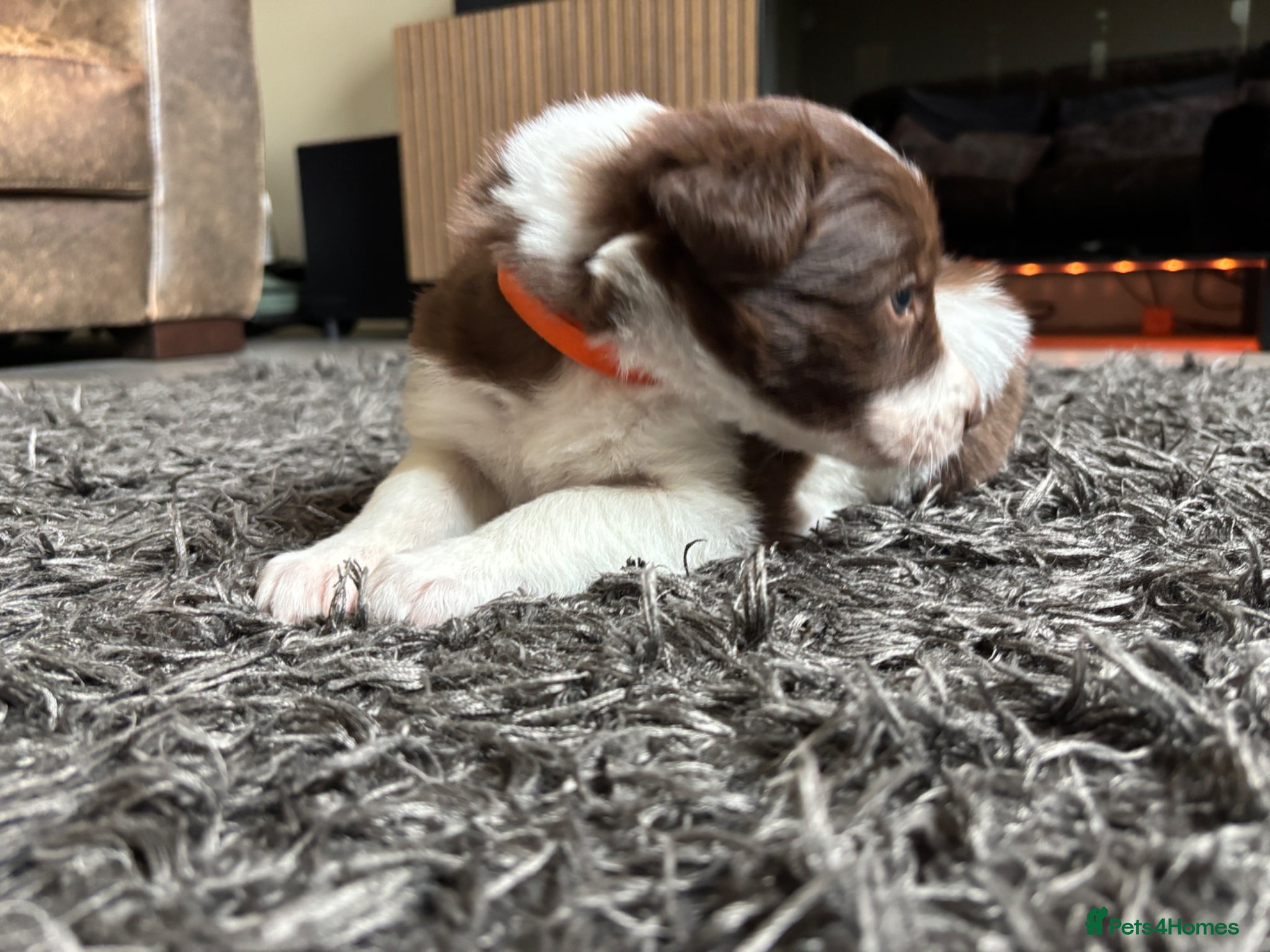 Border Collie dogs Exceptional Border collie pups  - Advert 2
