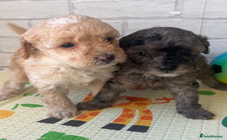 Toy Poodle dogs Adorable Toy Poodle Puppies  - Advert 6