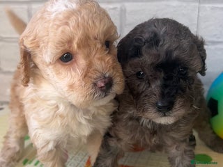 Toy Poodle dogs Adorable Toy Poodle Puppies - Advert 12
