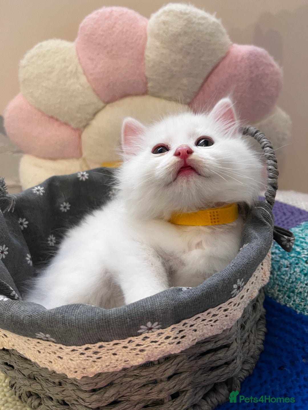 Turkish Angora cats for sale: Turkish Angora Longhair kittens - Advert 20