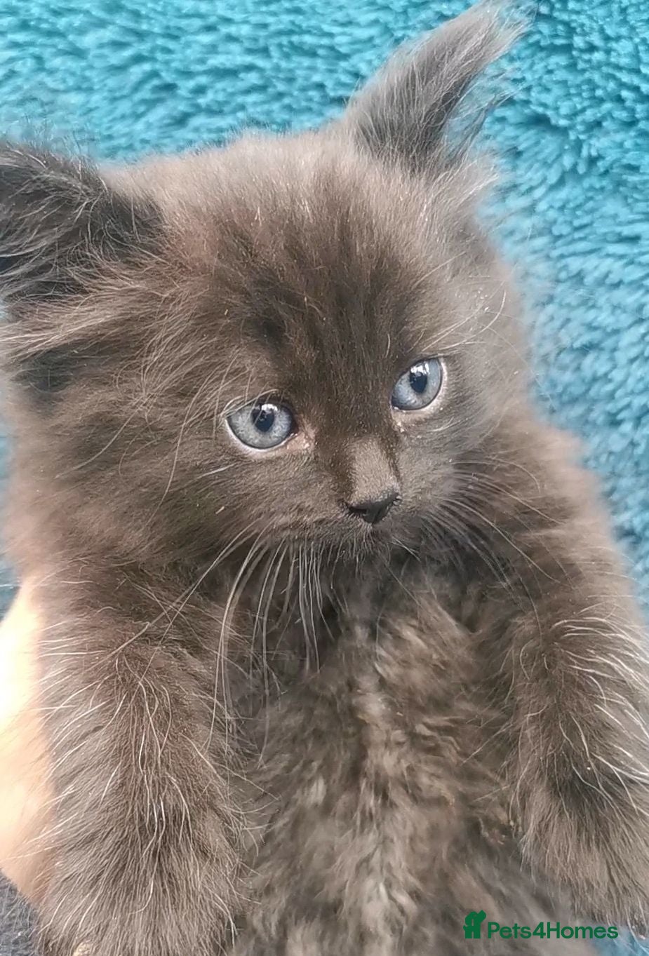 Siberian cats Registered Siberian Kittens  - Advert 2