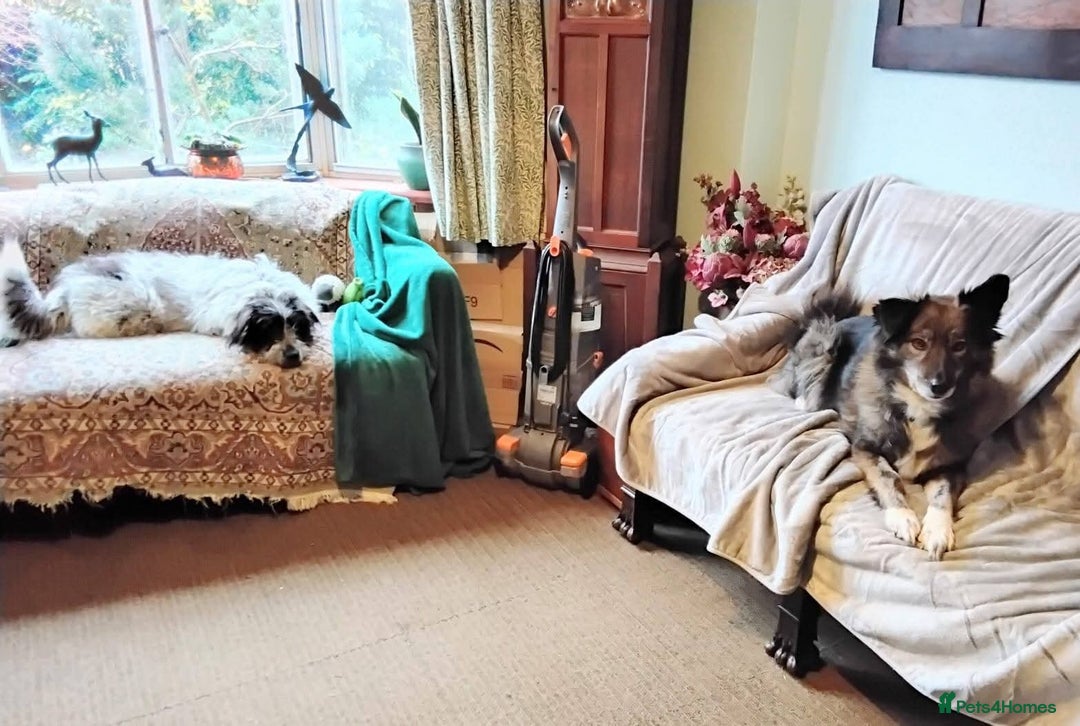 Mixed Breed dogs for adoption: Meet Binks, currently residing in Surrey - Advert 5