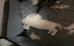 Bengal cats for sale: Bengal Cross Kittens  - Image 27