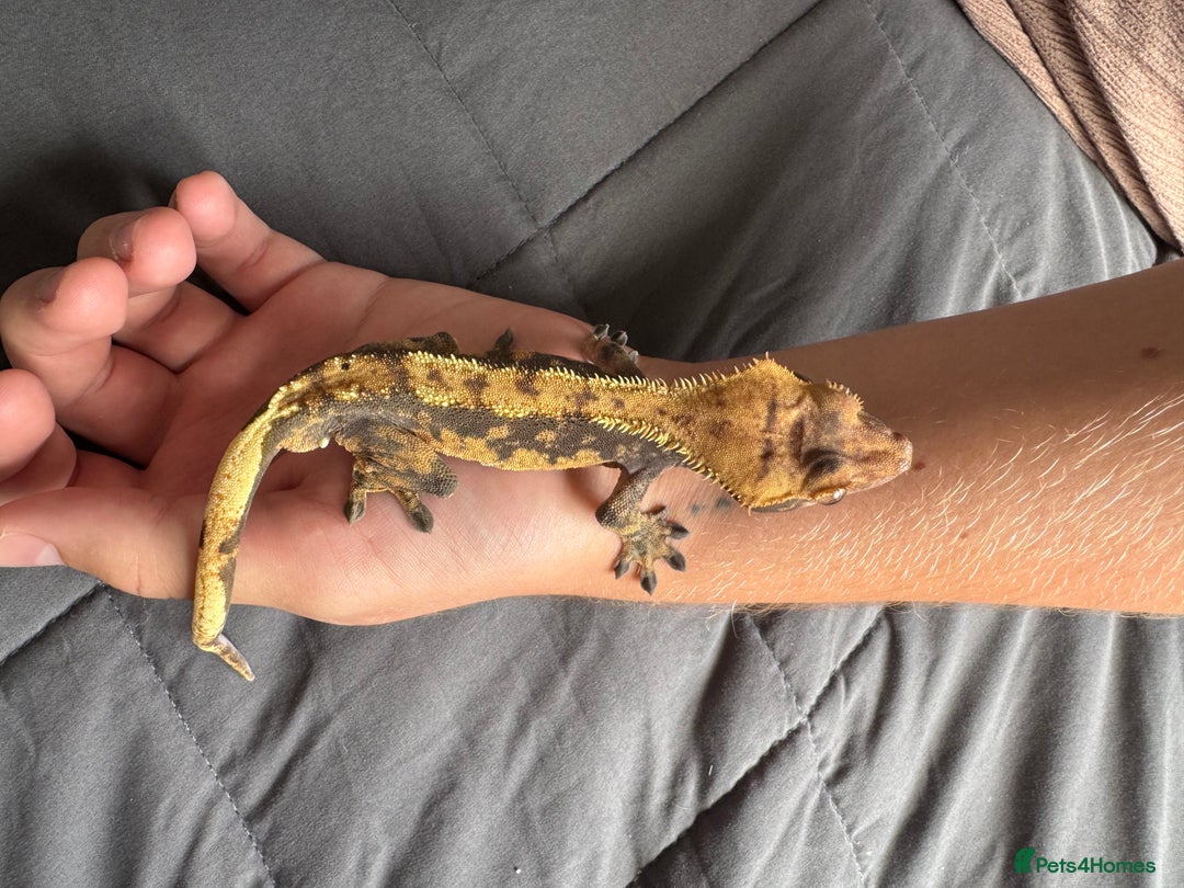 Gecko reptiles for sale: Male juvenile crested gecko  - Image 5