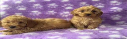Cavapoo dogs for sale: Extensively health tested red Cavapoo babies in West Malling - Advert 3