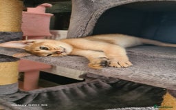 Abyssinian cats for sale: Abisinian kittens  - Image 6