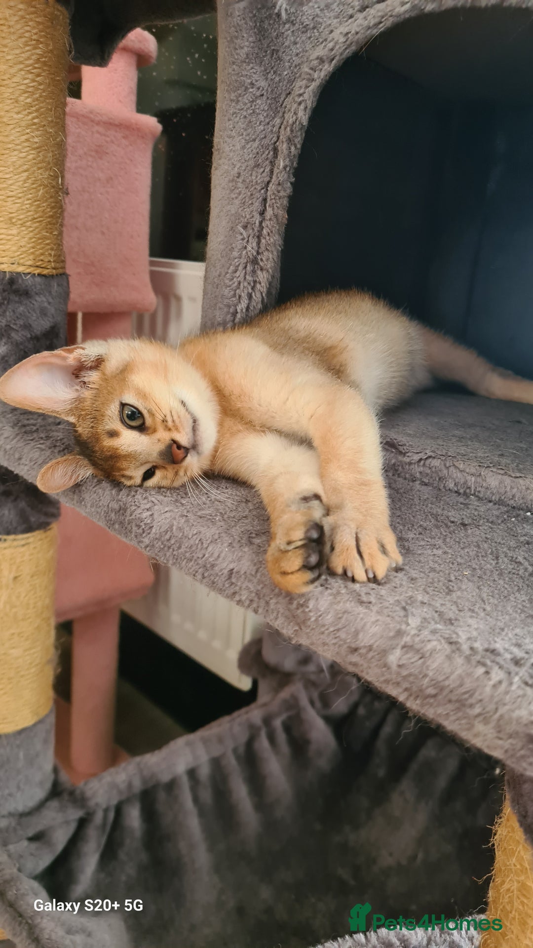 Abyssinian cats for sale: Abisinian kittens  - Image 6