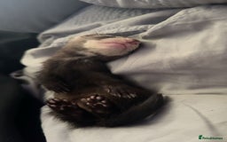 Ferret rodents for sale: Ferret  - Image 4