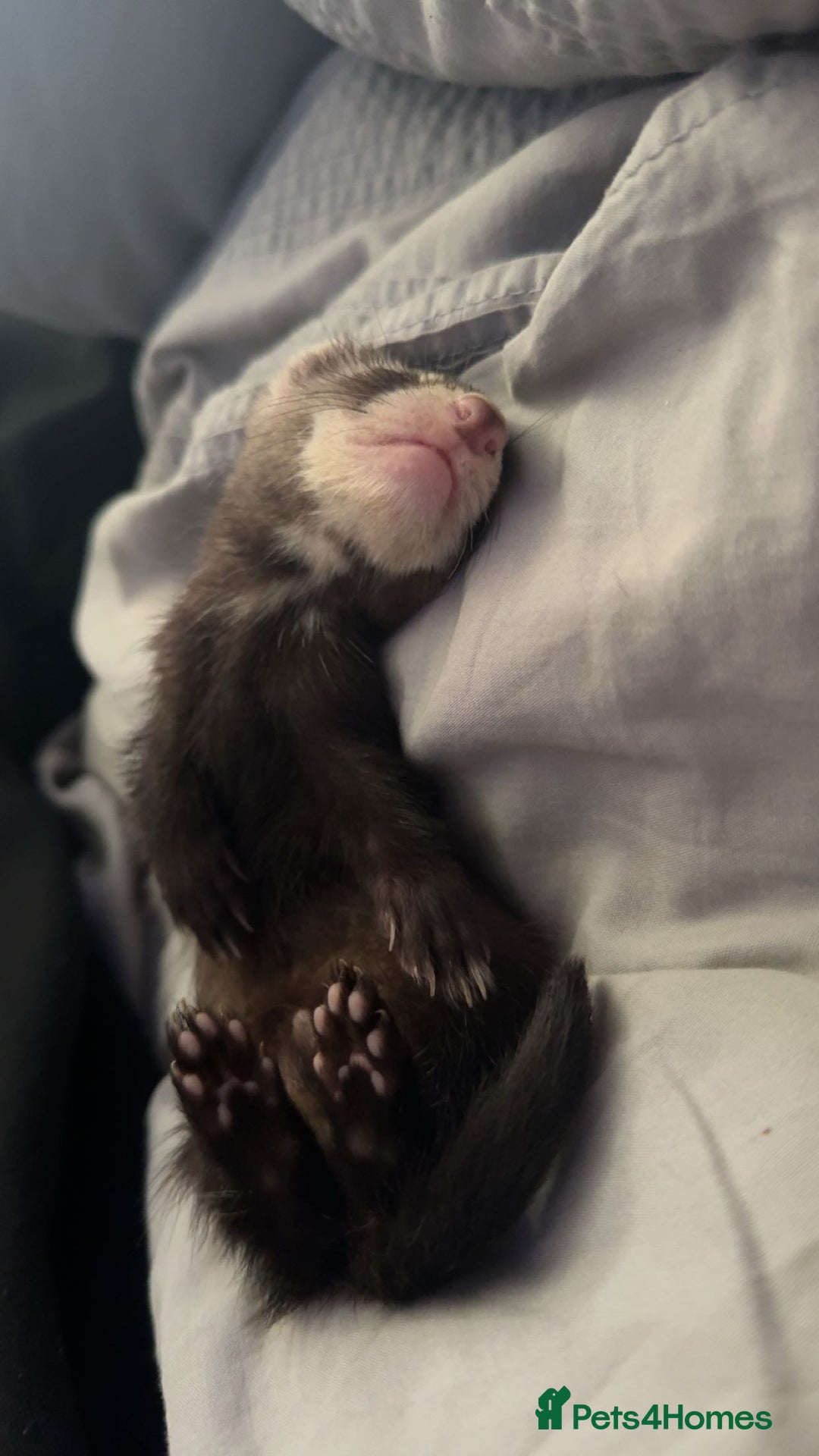 Ferret rodents for sale: Ferret  - Image 4