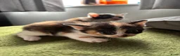 Aegean cats for sale: Aegeans kittens are looking for forever home ❤️ - Advert 16