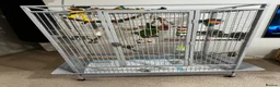 Conures birds for sale: White Eyed Conure in Treharris - Advert 4