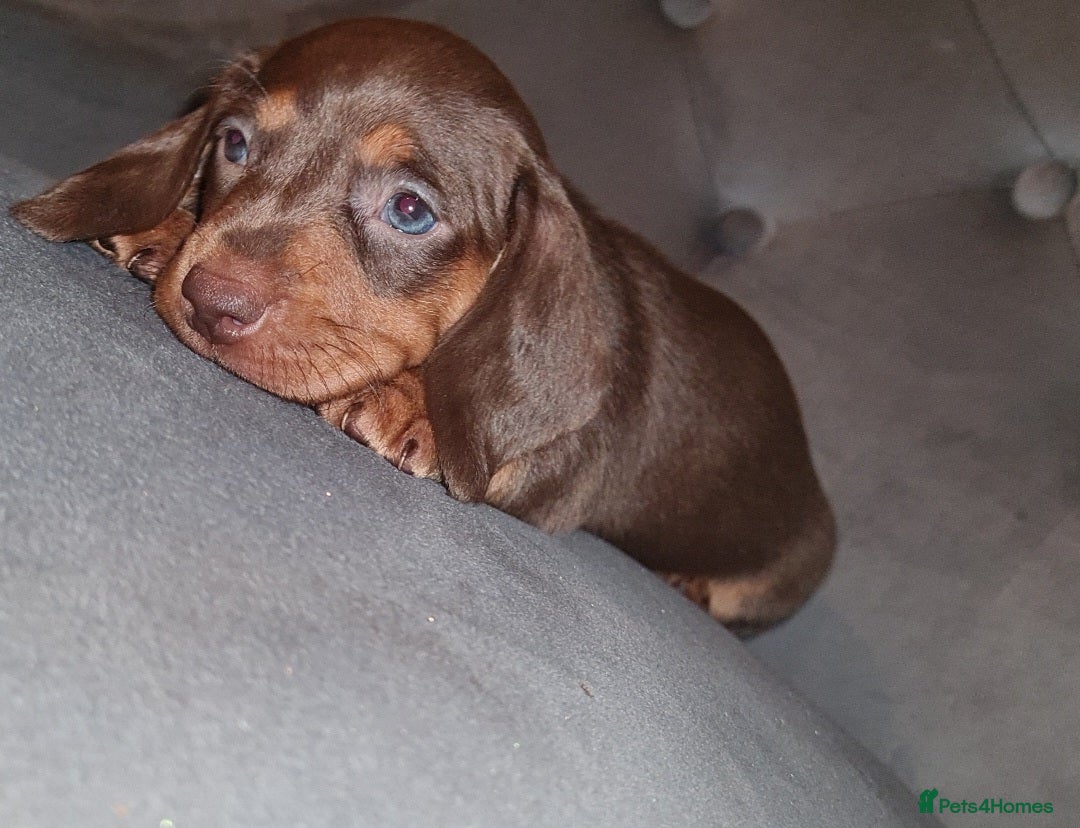 Miniature Dachshund dogs Extra miniature daschunds baby 🩷 - Advert 1