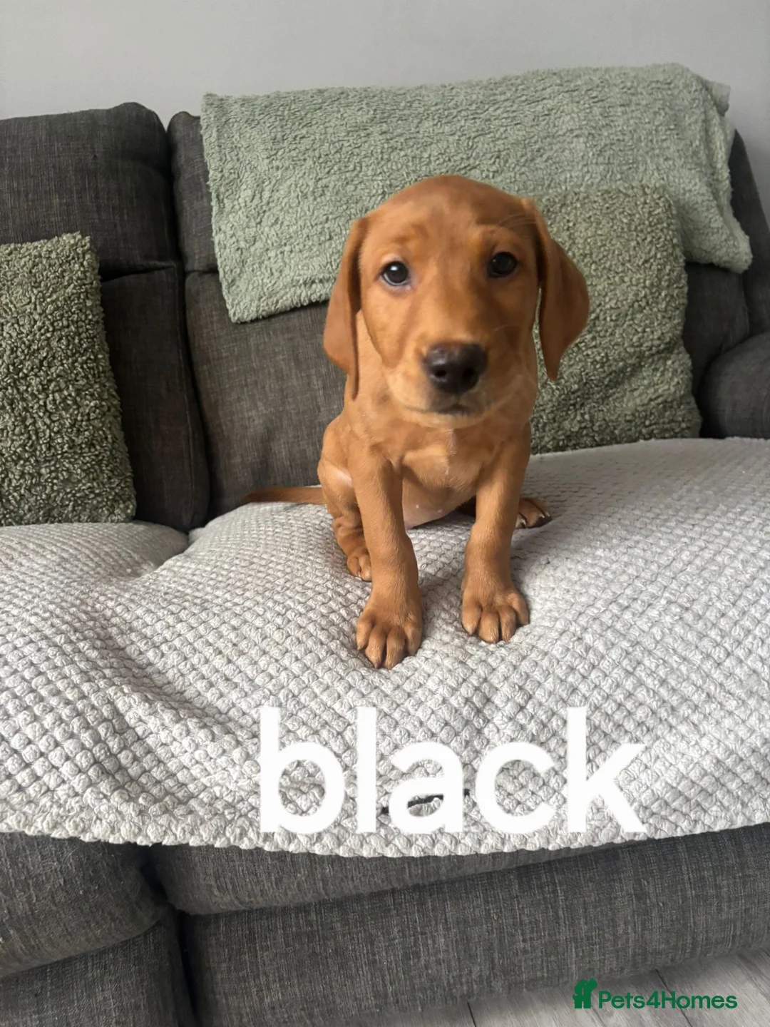 Labrador Retriever dogs for sale: Labradors - Advert 2