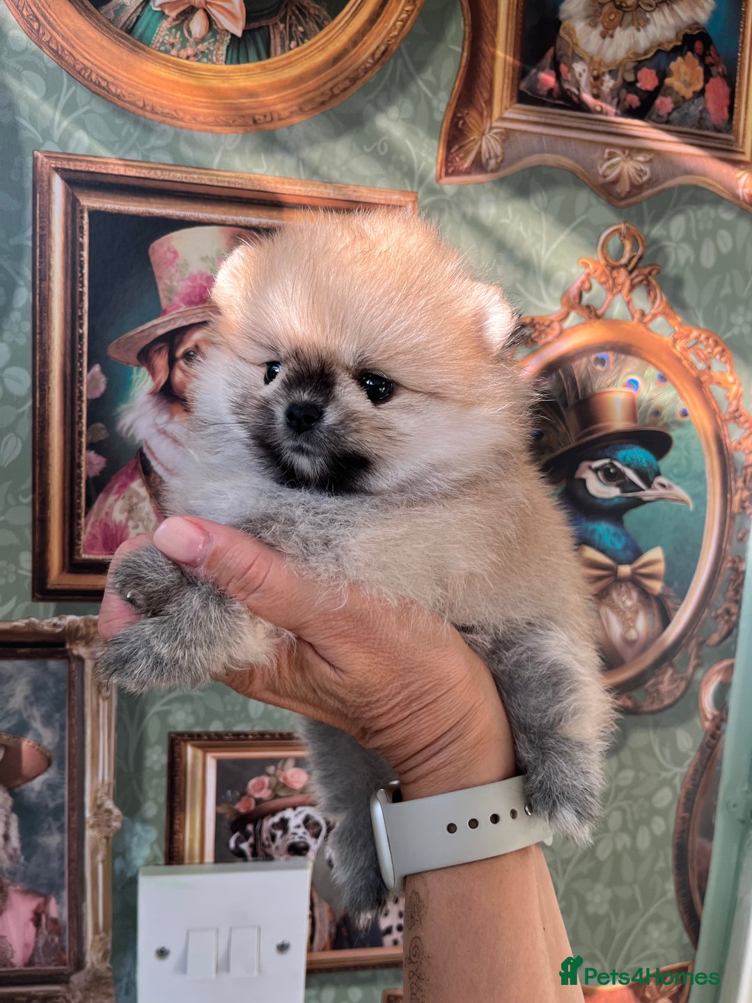 Pomeranian dogs for sale: Amazing Pom puppies from Five Star breeder  - Image 14