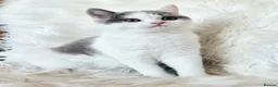 British Shorthair cats for sale: Gorgeous loving purr machines  - Advert 36