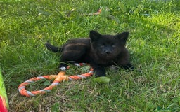 Pomsky dogs for sale: Adorable small f3 Pomsky puppies for sale  - Image 24