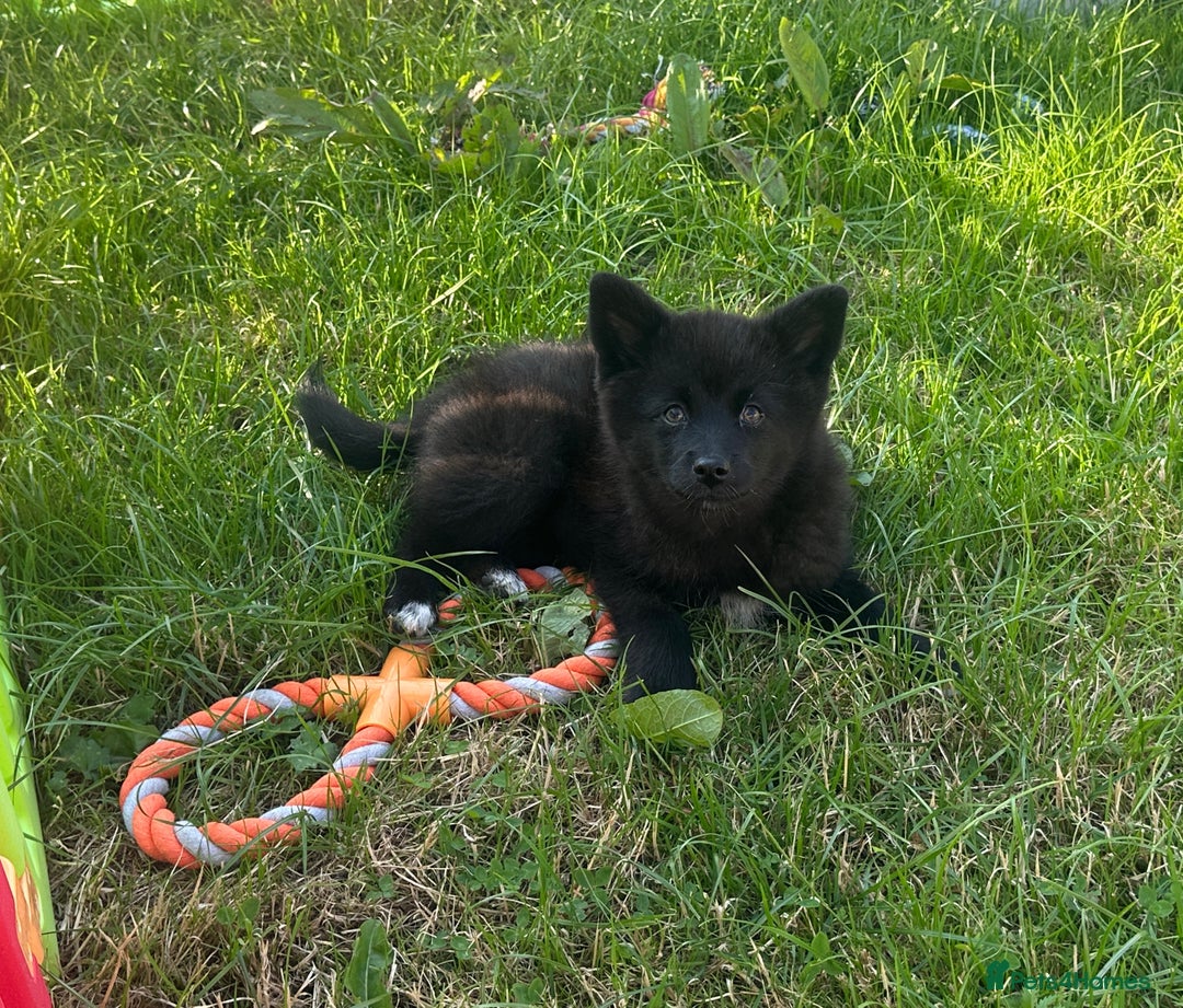 Pomsky dogs for sale: Adorable small f3 Pomsky puppies for sale  - Image 24