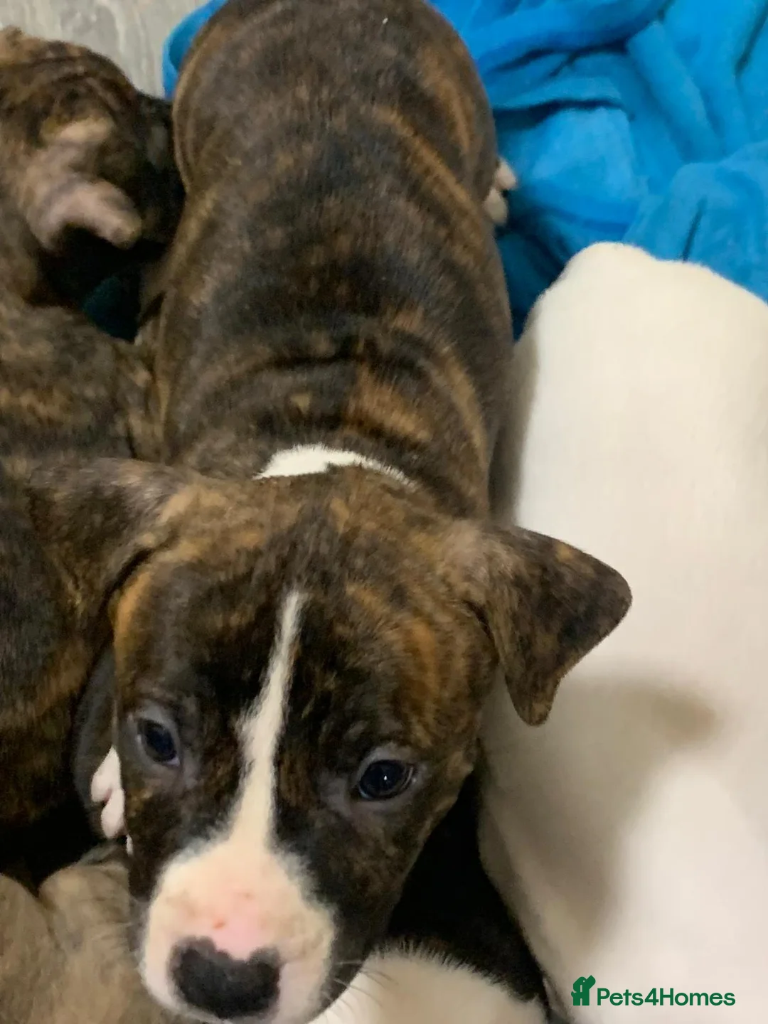 Staffordshire Bull Terrier dogs for sale: Five female small dogs and three male small dogs. - Advert 14