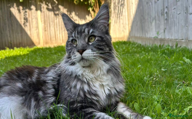 Maine Coon cats - Advert 4