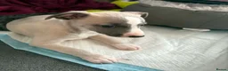 Whippet dogs for sale: NEW KIDS ON THE BLOCK /STUNNING  RKC LITTER  - Advert 10