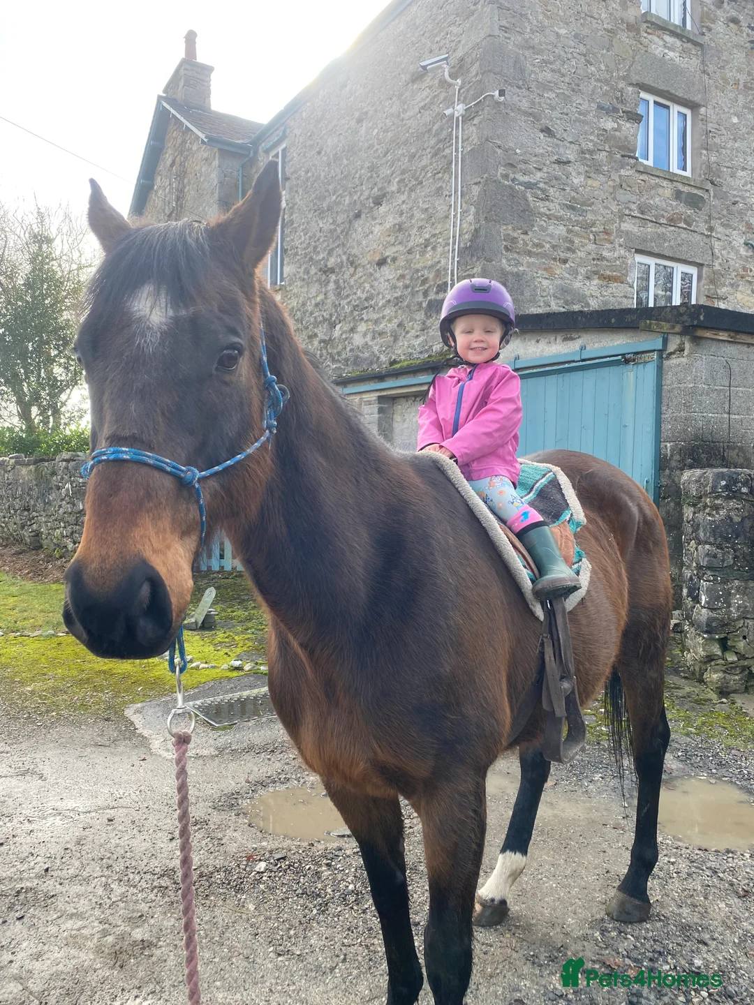 English Thoroughbred horses for sale: Lovely TB Gelding  - Advert 2