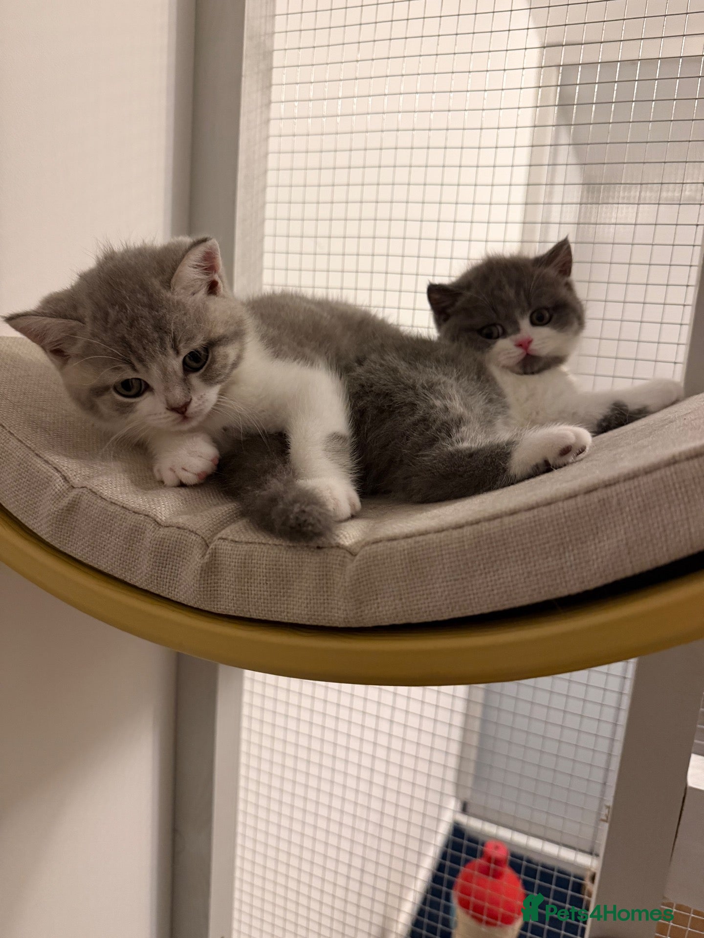 British Shorthair cats BSH kittens 💝 5 🌟🌟🌟🌟🌟 - Advert 5