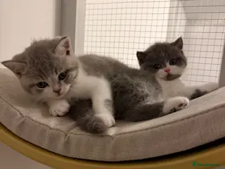 British Shorthair cats BSH kittens 💝 5 🌟🌟🌟🌟🌟 - Advert 5