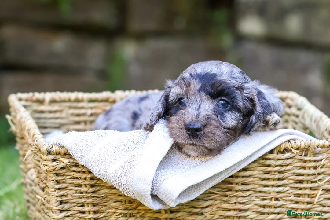 Cockapoo dogs for sale: 7 Beautiful F1 Cockapoo’s  - Advert 15