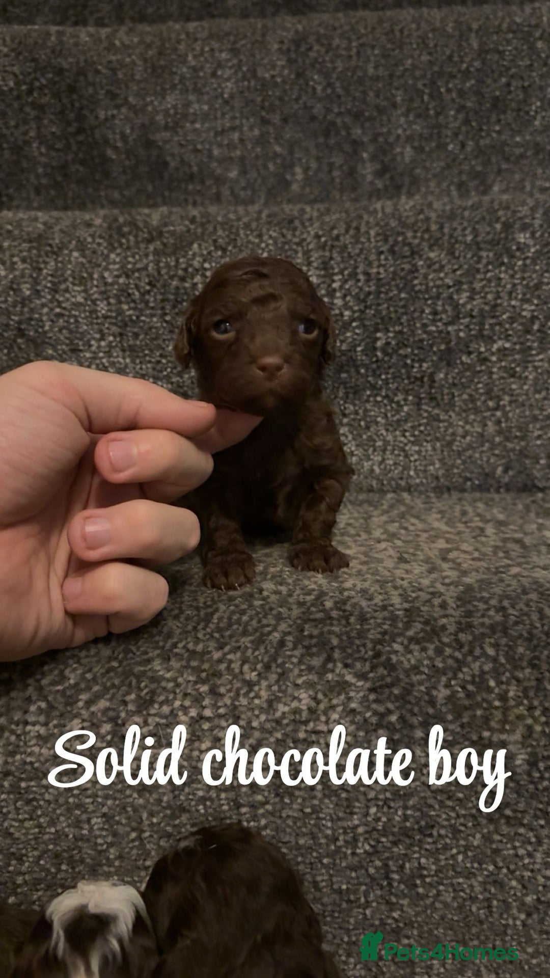 Cavapoo dogs for sale: Unusual true toy cavapoo  - Advert 4