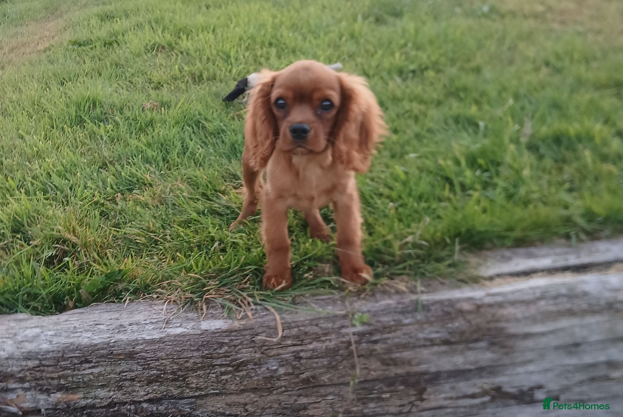 Cavalier King Charles Spaniel dogs Extensively tested fully vaccinated last boy - Advert 1