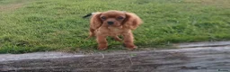 Cavalier King Charles Spaniel dogs for sale: Extensively tested fully vaccinated last boy - Advert 1
