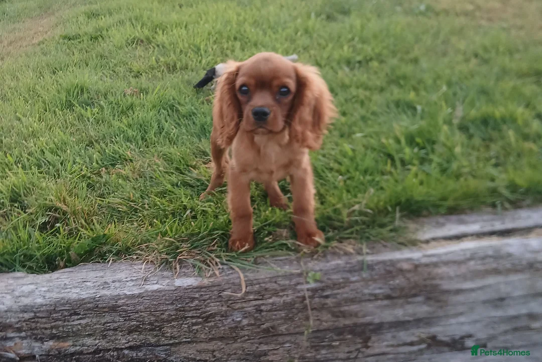 Cavalier King Charles Spaniel dogs for sale: Extensively tested fully vaccinated last boy - Advert 1