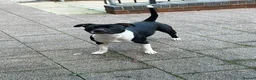 Mixed Breed dogs for sale: Staffordshire bull terrier mix female for sale - Advert 2