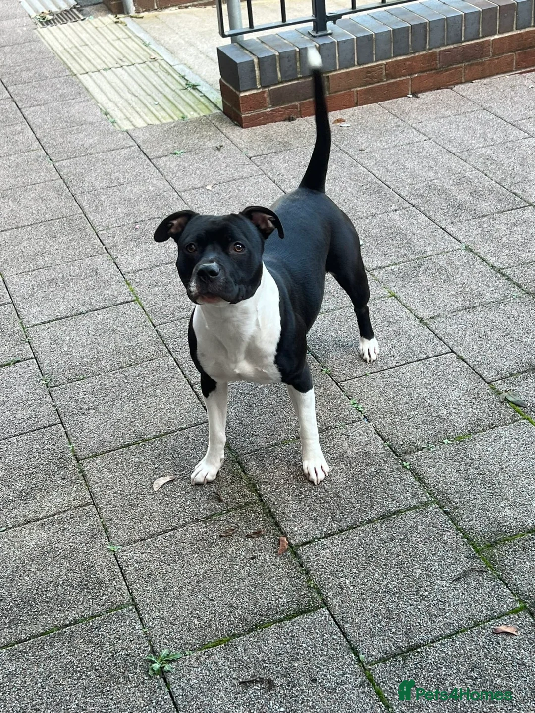 Mixed Breed dogs for sale: Staffordshire bull terrier mix female for sale - Advert 2