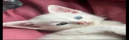 Mixed Breed cats for sale: Beautiful white Turkish angora mixed (female) - Advert 3