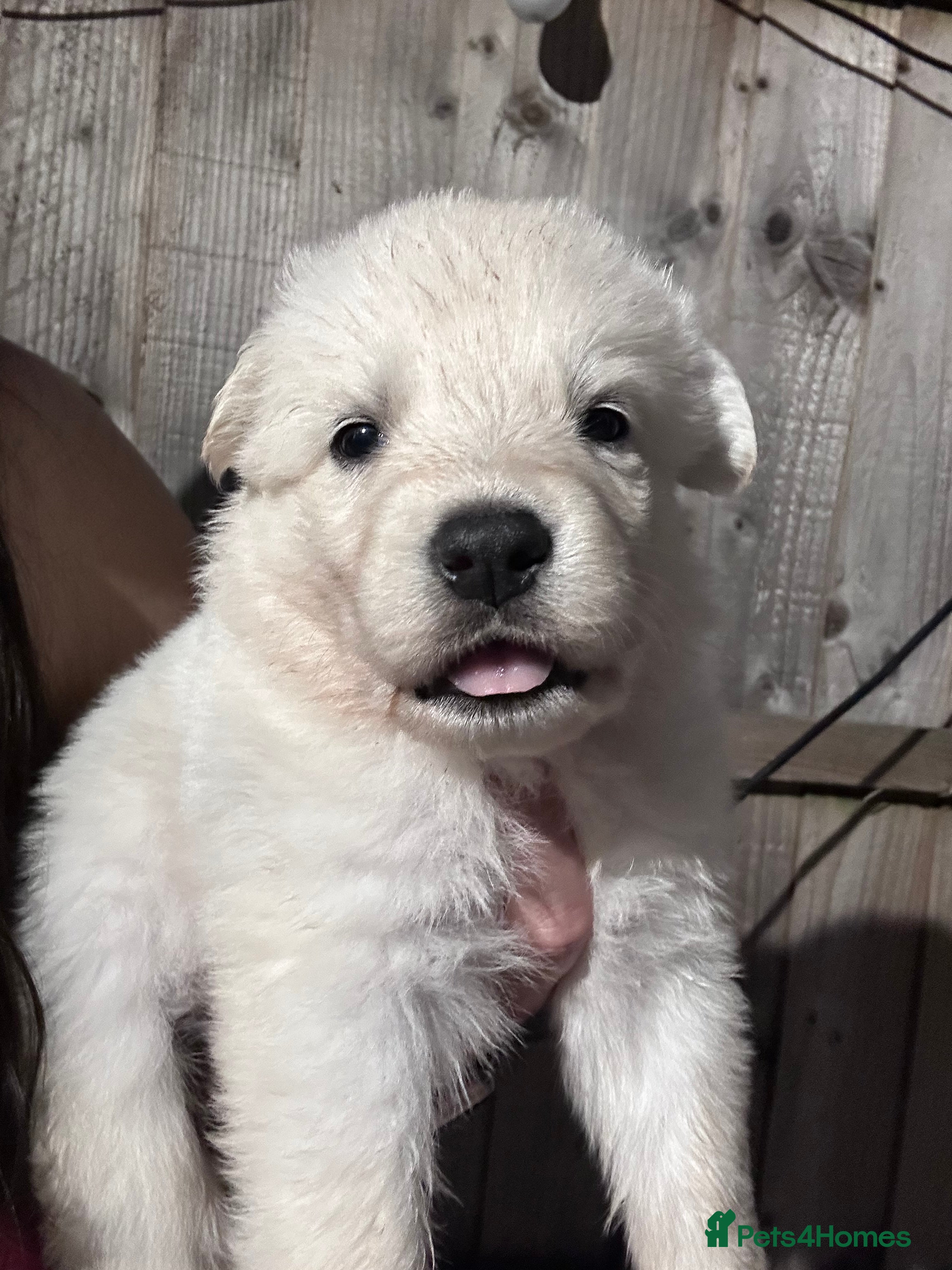 White Swiss Shepherd dogs 🏆KC White Swiss Shepherd pups Champion Bloodline - Advert 2