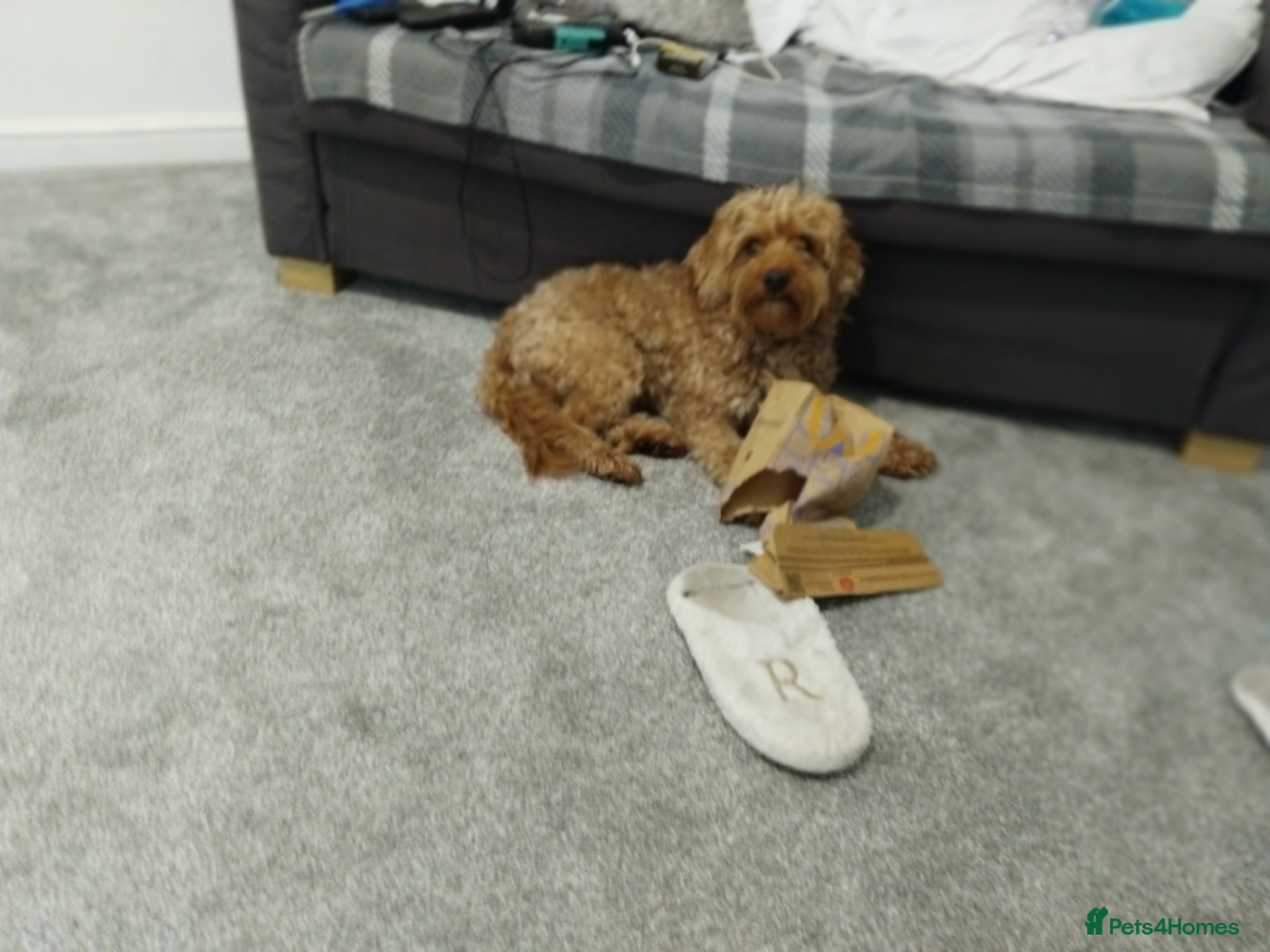 Cockapoo dogs Beautiful furebaby - Advert 5