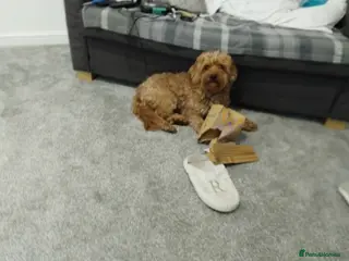 Cockapoo dogs Beautiful furebaby - Advert 5