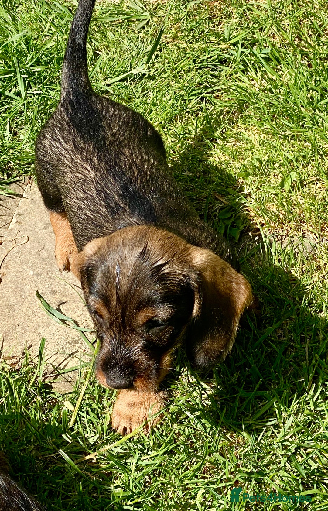 Sausage Jack Russell And Dachshund Puppies Miniature Dachshund - Main Image